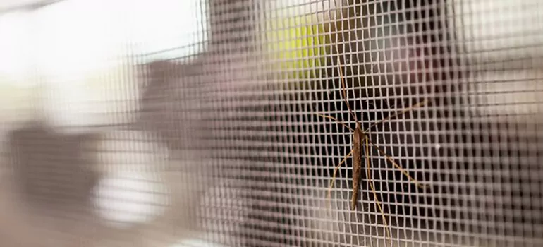 Repair Mosquito Mesh For Windows in Oviedo, FL